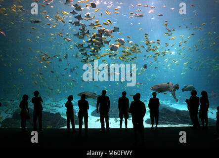 I visitatori della Georgia Aquarium osservare pesci e raggi di uno dei grandi serbatoi di acqua salata. Il Georgia Aquarium è il più grande acquario del mondo. Foto Stock