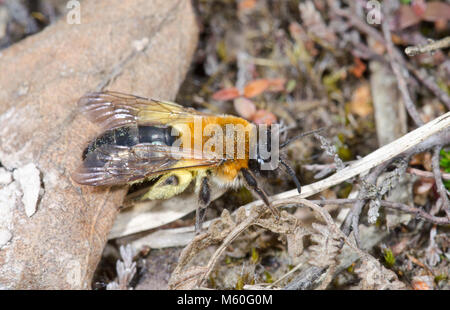 Femmina ape solitaria (Andrena nitida), Andrenidae. Sussex, Regno Unito Foto Stock