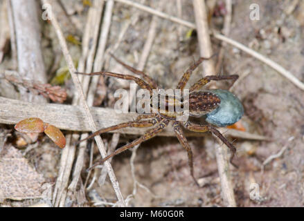 Lupa Spider che porta uovo Sac (Pardosa nigriceps). Lycosidae. Sussex, Regno Unito Foto Stock