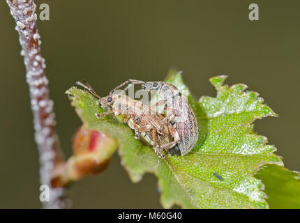 Accoppiamento foglia comune curculioni (Phyllobius pyri). Curculionidae. Sussex, Regno Unito Foto Stock