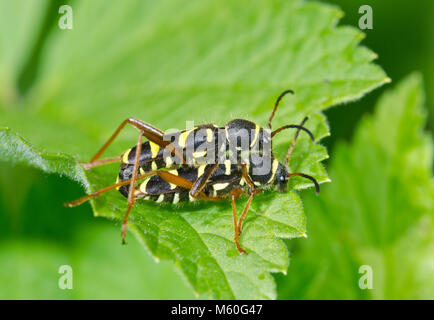 Abbinato Wasp coleotteri (Clytus arietis) Cerambycidae. Sussex, Regno Unito Foto Stock