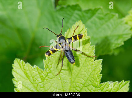 Wasp Beetle in volo (Clytus arietis) insetto in volo. Cerambycidae. Sussex, Regno Unito Foto Stock