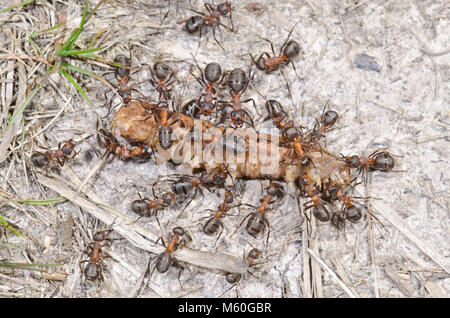 Legno meridionale formiche (formica rufa). Lavoratori con caterpillar preda. Sussex, Regno Unito