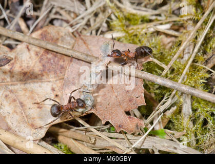 Legno meridionale formiche (formica rufa). I lavoratori del trasporto caterpillar preda torna al nido. Sussex, Regno Unito Foto Stock