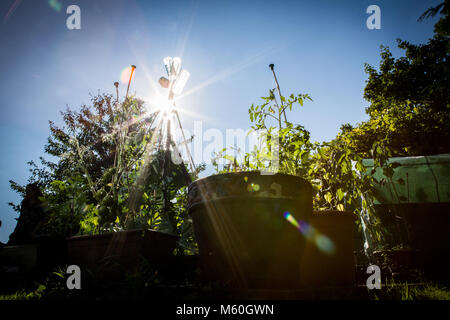 Worm prospettiva occhio di riparto / piante vegetali in una giornata di sole contro il cielo blu Foto Stock