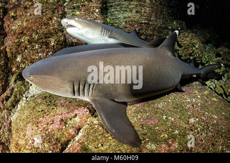 Whitetip Reef Shark in appoggio in grotta, Triaenodon obesus, Roca Partida, Revillagigedo Islands, Messico Foto Stock