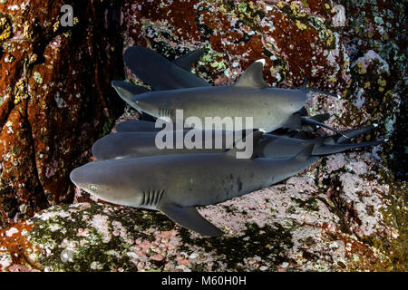 Whitetip Reef Shark in appoggio in grotta, Triaenodon obesus, Roca Partida, Revillagigedo Islands, Messico Foto Stock