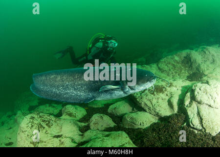 Wels Catfish e Scuba Diver, Silurus glanis, fiume Aar, Svizzera Foto Stock