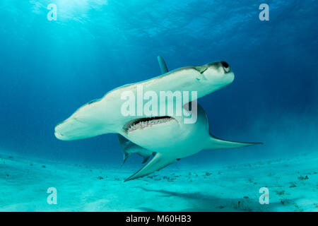 Grande Squalo Martello, Sphyrna mokarran, Bimini, Bahamas Foto Stock