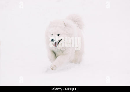 Bella Samoiedo cane razza è in esecuzione sul bianco della neve in inverno Foto Stock