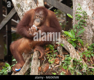 Wild Bornean Orangutan (Pongo pygmaeus) giovane maschio a mangiare cibo al di fuori del vaso scartato, ed afferrando il vaso il coperchio con le sue dita dei piedi Foto Stock