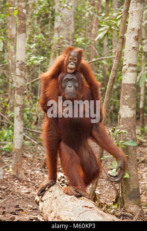 Orangutano selvatico (Pongo pygmaeus) madre che cammina attraverso gli alberi tropicali della foresta pluviale portando il bambino sulle sue spalle nel Parco Nazionale di Tanjung Putting, Borneo Foto Stock