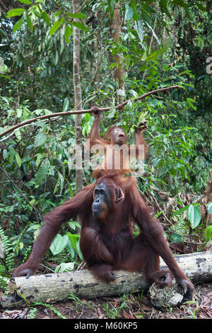 Orangutano Borneo (Pigmaeus) selvatico di due anni seduto sulla testa della madre per raggiungere le foglie su un ramo di albero nel Parco Nazionale di Tanjung Puting Foto Stock