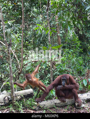 Due anni di wild Bornean orangutan (Pongo pygmaeus) permanente sulla madre del braccio come lei siede su un log in Tanjung messa Parco Nazionale Foto Stock