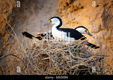 Coppia di accoppiamento del Pied cormorano (Phalacrocorax varius) sul nido in Shoalwater parco marino vicino a Rockingham Australia Occidentale Foto Stock