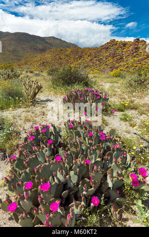 Beavertails, Glorietta Canyon, Anza-Borrego Desert State Park, California Foto Stock