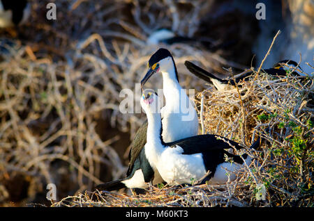 Coppia di accoppiamento del Pied cormorano (Phalacrocorax varius) sul nido in Shoalwater parco marino vicino a Rockingham Australia Occidentale Foto Stock