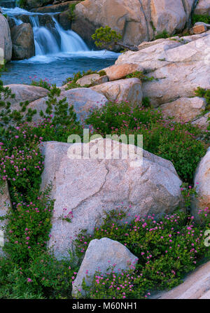 Cascate, Silver Creek, Twin Lakes, desolazione deserto, El Dorado National Forest, Sierra Nevada, in California Foto Stock