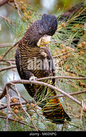 Forest red-tailed black cockatoo (Calyptorhynchus banksii naso) alimentazione su She Oak seme coni, Creery zone umide, Mandurah Australia Occidentale Foto Stock