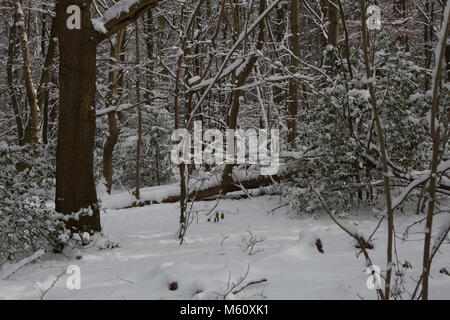 Edenbridge, UK. Il 27 febbraio, 2018. Siberiano pesante nevicata nel Kent come la previsione di una bestia da est passa al di sopra del Regno Unito di dare le temperature più fredde dal 1986 Credit: Keith Larby/Alamy Live News Foto Stock