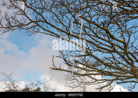 Burley in Wharfedale, West Yorkshire, Regno Unito. Il 27 febbraio 2018. Meteo REGNO UNITO: insolito 'sap ghiaccioli' appeso da rami di alberi che sono state appena tagliato lungo con la siepe. Credito: Rebecca Cole/Alamy Live News Foto Stock