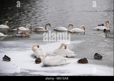 Cracovia in Polonia. Il 27 febbraio, 2018. Cigni e anatre visto in un parzialmente congelati parte del fiume Vistola a Cracovia. Credito: Omarques 27022018  8 .jpg/SOPA Immagini/ZUMA filo/Alamy Live News Foto Stock