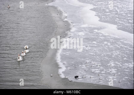 Cracovia in Polonia. Il 27 febbraio, 2018. Cigni e anatre visto in un parzialmente congelati parte del fiume Vistola a Cracovia. Credito: Omarques 27022018  11 .jpg/SOPA Immagini/ZUMA filo/Alamy Live News Foto Stock