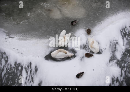 Cracovia in Polonia. Il 27 febbraio, 2018. Cigni e anatre visto in un parzialmente congelati parte del fiume Vistola a Cracovia. Credito: Omarques 27022018  10 .jpg/SOPA Immagini/ZUMA filo/Alamy Live News Foto Stock