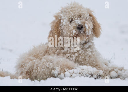 U.K. Meteo. Mansfield, Inghilterra. 27th. Febbraio 2018. . Cucciolo Cockapoo giocando in un nuovo strato di neve per la sua prima volta come bufera di neve da est ha colpito il Regno Unito. Inghilterra, Regno Unito. Alan Beastall/Alamy Live News. Foto Stock