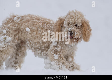 U.K. Meteo. Mansfield, Inghilterra. 27th. Febbraio 2018. . Cucciolo Cockapoo giocando in un nuovo strato di neve per la sua prima volta come bufera di neve da est ha colpito il Regno Unito. Inghilterra, Regno Unito. Alan Beastall/Alamy Live News. Foto Stock