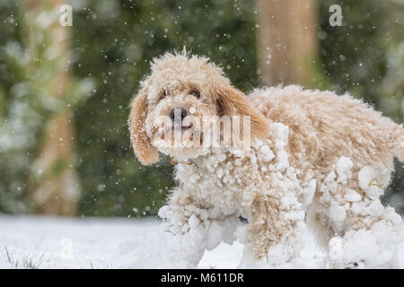 U.K. Meteo. Mansfield, Inghilterra. 27th. Febbraio 2018. . Cucciolo Cockapoo giocando in un nuovo strato di neve per la sua prima volta come bufera di neve da est ha colpito il Regno Unito. Inghilterra, Regno Unito. Alan Beastall/Alamy Live News. Foto Stock