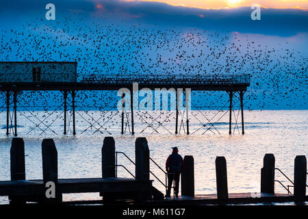 Aberystwyth Wales UK, martedì 27 Feb 2018 UK Meteo: al tramonto su Cardigan Bay su un terribilmente freddo e chiaro febbraio sera a Aberystwyth, un uomo in piedi sul pontile si profila come egli guarda le decine di migliaia di minuscoli storni venire piomba in esecuzione e intricato 'murmurations' in cielo prima di posatoio per la notte della foresta di ghisa travi e travi sottostanti l'era vittoriana seaside pier Credit: keith morris/Alamy Live News Foto Stock