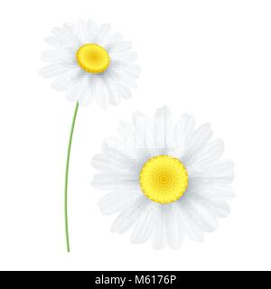 Molla di fiori di camomilla isolati su sfondo bianco. Oggetto grafico per il vostro design. Stagionale fiore a margherita. Ciao a molla. Illustrazione Vettoriale. EPS 10 Illustrazione Vettoriale