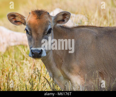 mucca in un campo Foto Stock