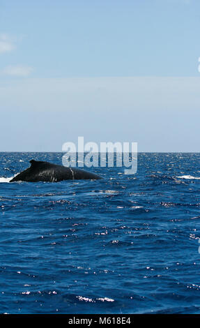 Humback balena, Megaptera novaeangliae. Pangai isola. Ha'isole apai. Tonga. La Polinesia Foto Stock