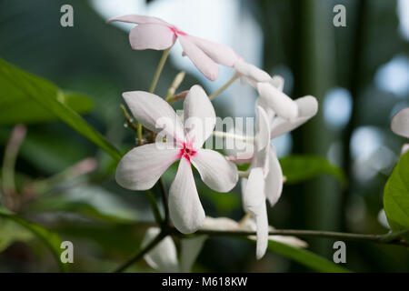 Arbusto vinca, Calpicarpum roxburghii (Kopsia fruticosa) Foto Stock