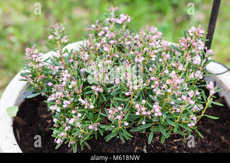 "Blu ghiaccio' Bog-rosmarino, Rosling (Andromeda polifolia) Foto Stock