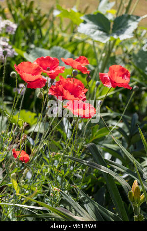 Il mais papavero, Kornvallmo (Papaver rhoeas) Foto Stock