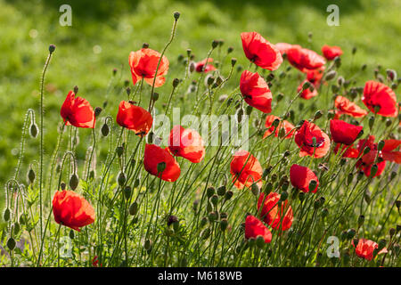 Il mais papavero, Kornvallmo (Papaver rhoeas) Foto Stock