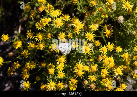 California Goldfields, Lasthenia chrysostoma (Lasthenia californica) Foto Stock