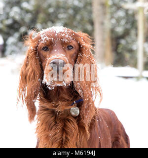 Setter Irlandese / Rosso Setter in una coperta di neve Home Garden Foto Stock