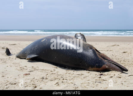 Delfino morto lavato fino a una spiaggia Foto Stock