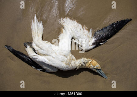 Un morto northern gannet sdraiato su una spiaggia del francese costa atlantica occidentale Foto Stock