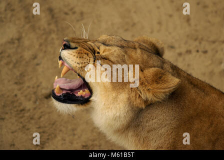 Ruggito leonessa nella savana Foto Stock