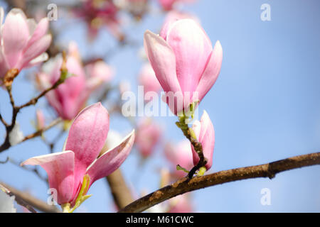 Fiori di magnolia coperte di neve Foto Stock