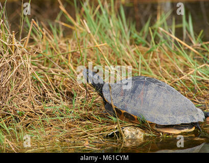 Verniciato meridionale Turtle Everglades National Park Florida USA Foto Stock