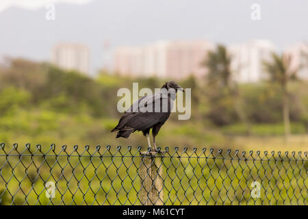 King Vulture sulla recinzione, sfondo sfocato, rio de janeiro, Brasile Foto Stock