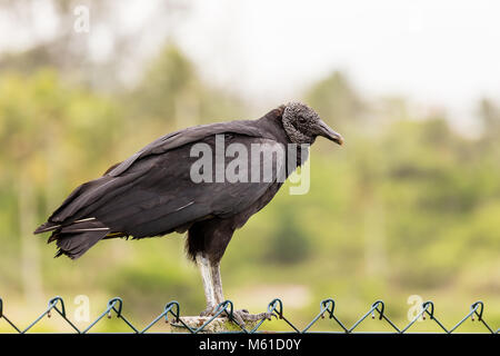 King Vulture sulla recinzione, sfondo sfocato, rio de janeiro, Brasile Foto Stock