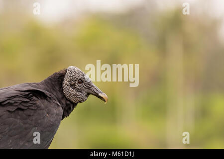 King Vulture sulla recinzione, sfondo sfocato, rio de janeiro, Brasile Foto Stock