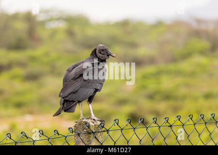 King Vulture sulla recinzione, sfondo sfocato, rio de janeiro, Brasile Foto Stock